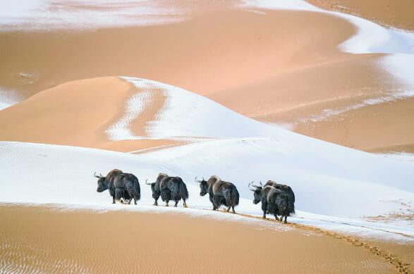 青海:鋪展生態(tài)文明秀美長卷