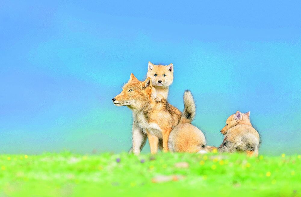 青海,締結(jié)自然精粹的美麗家園