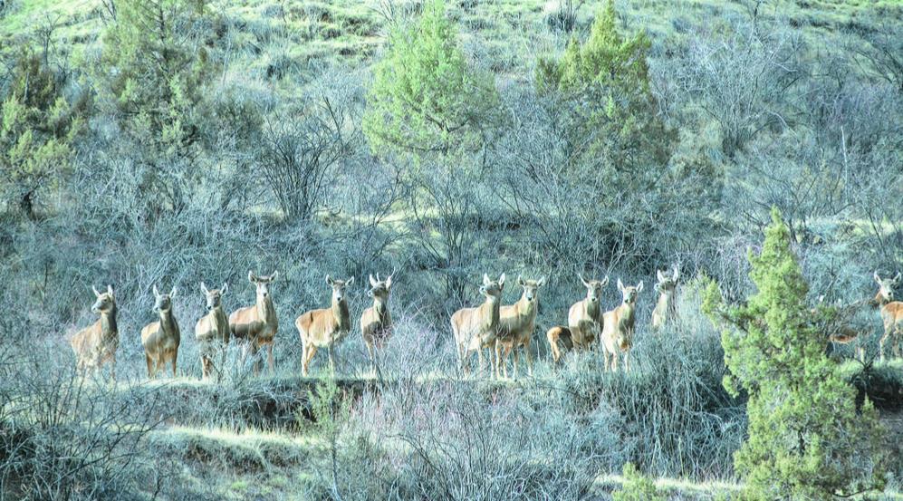 “邂逅”白唇鹿