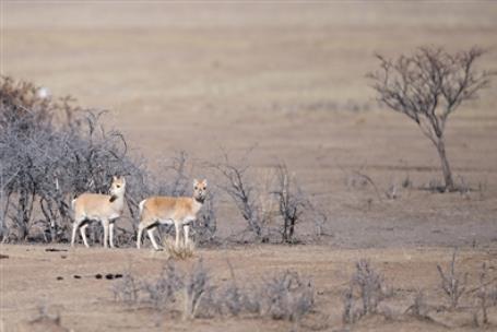 冬日青海湖畔的“高原精靈”