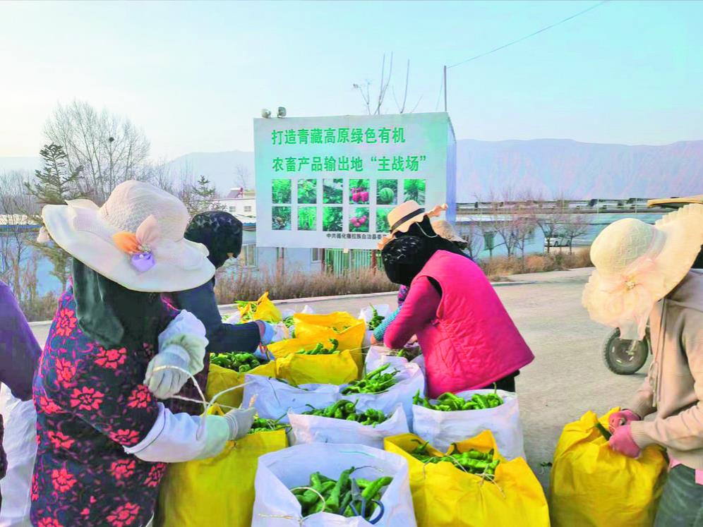 【記者微觀察】多彩“黃河彩籃”