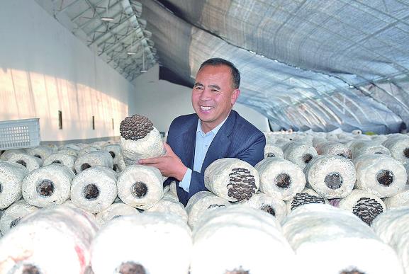 【鄉村振興在青海】海東民和:麻地溝村的蘑菇圈越來越大