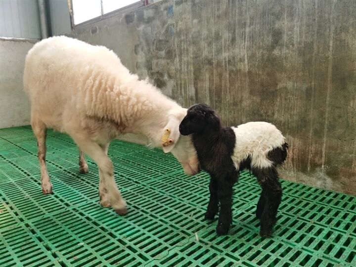 世界首例體細胞克隆頂級種用藏羊在青海誕生