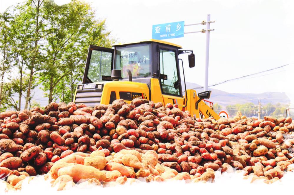 【新時代 新征程 新偉業(yè)·高質(zhì)量發(fā)展調(diào)研行】一粒小薯種的澎湃生命力——解碼“青薯9號”的“進(jìn)階之路”