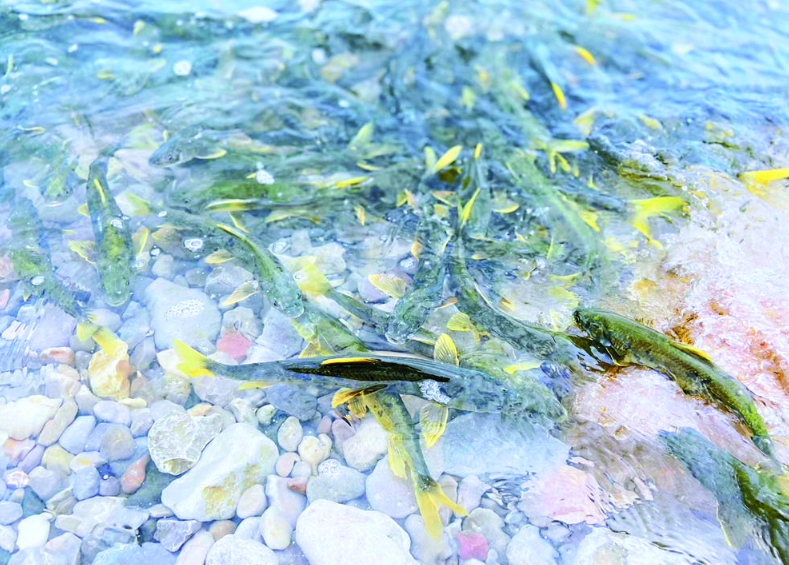 【新時代 新征程 新偉業·高質量發展調研行】守護裸鯉,重現一個生機盎然的青海湖