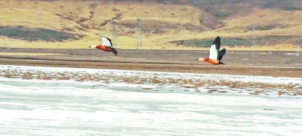 【祖國好 家鄉美】青海隆寶灘國際重要濕地迎來春天首批赤麻鴨