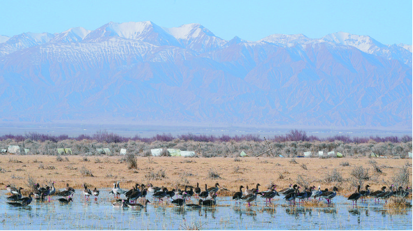 青海都蘭:千只候鳥翩然舞 勾勒春日“美景圖”