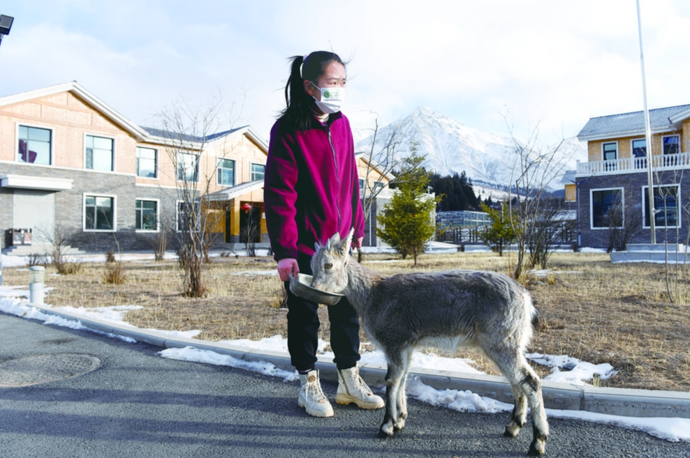 【祖國好 家鄉美】以愛的名義——“春訪祁連山”系列報道③