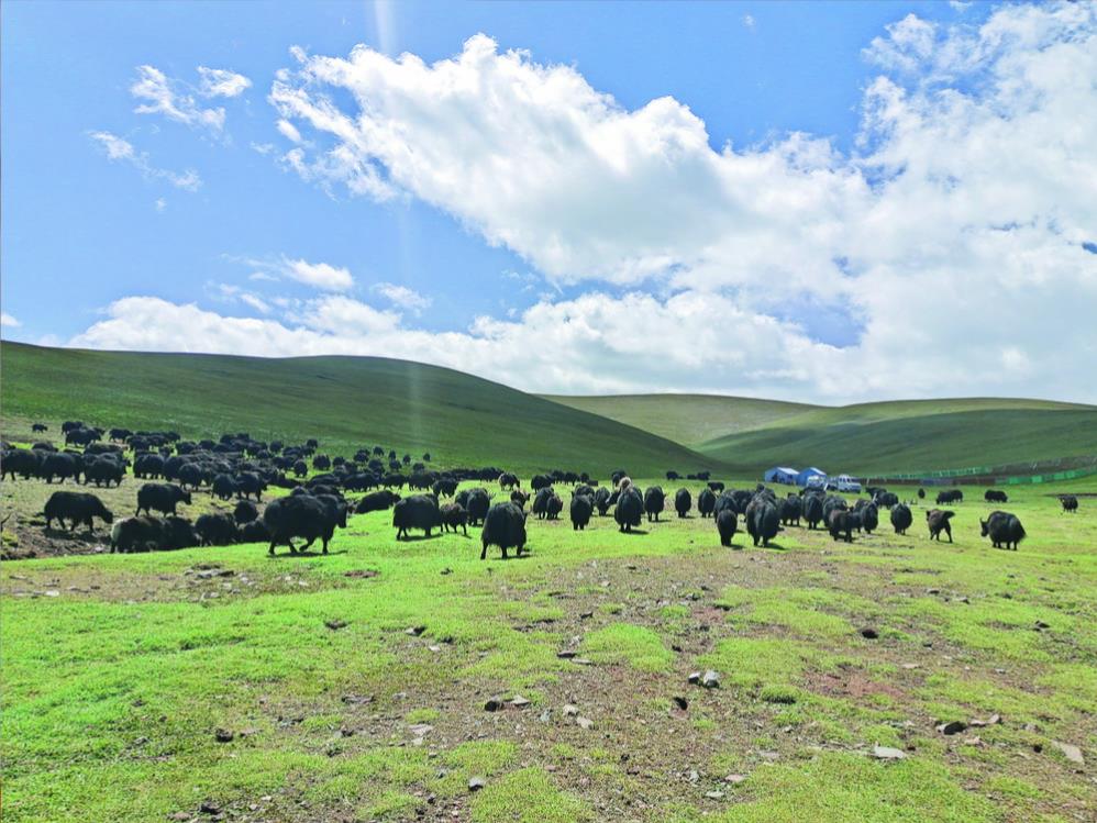 【黨旗領(lǐng)航】“黨建+”繪就鄉(xiāng)村振興新圖景