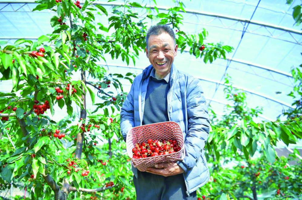 小小櫻桃長成鄉村振興“致富果”