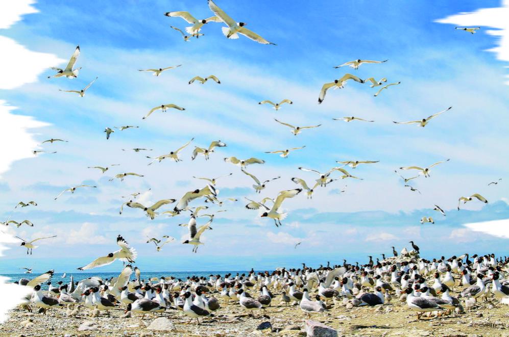 青海湖,奏響綠色發(fā)展的歡歌