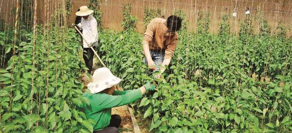 【鄉(xiāng)村振興在青海】智慧大棚生菜又富農(nóng)