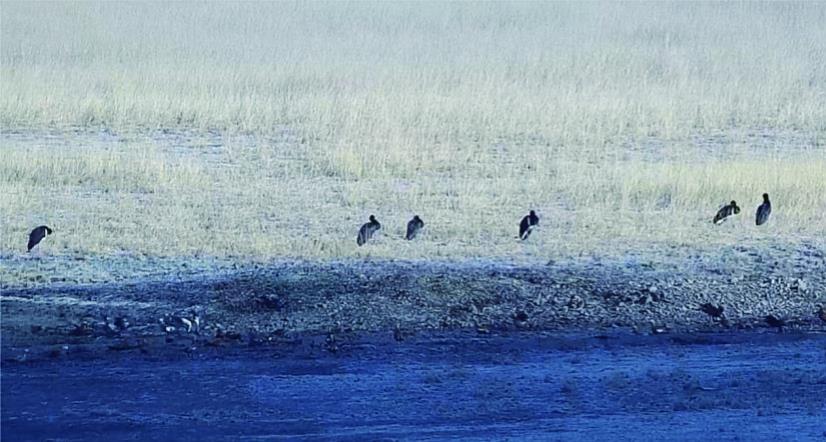 “鳥中大熊貓”黑鸛重返南門峽國家濕地公園