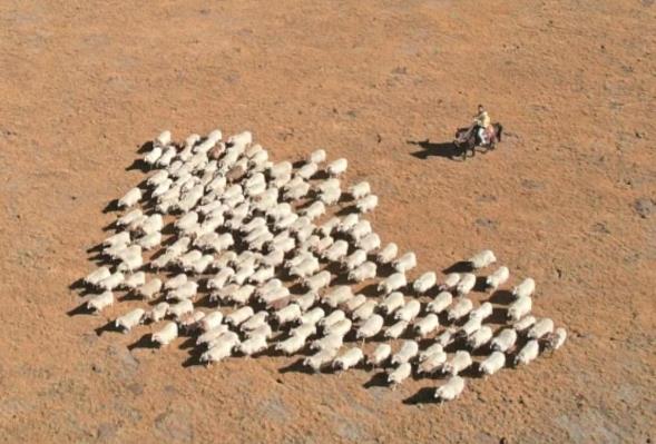 【行進青海看發展·海西】“賣肉書記”的朋友圈