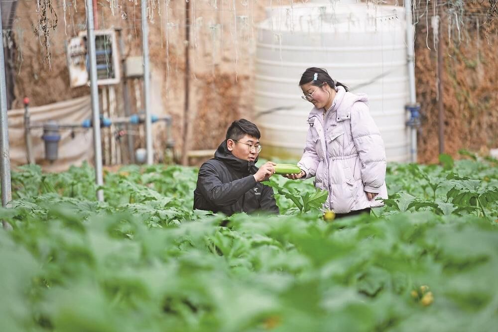 大通大棚菜瓜搶鮮上市