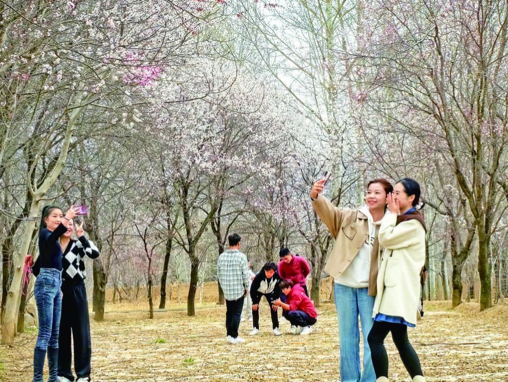 青海化隆:杏花文化藝術(shù)周啟幕