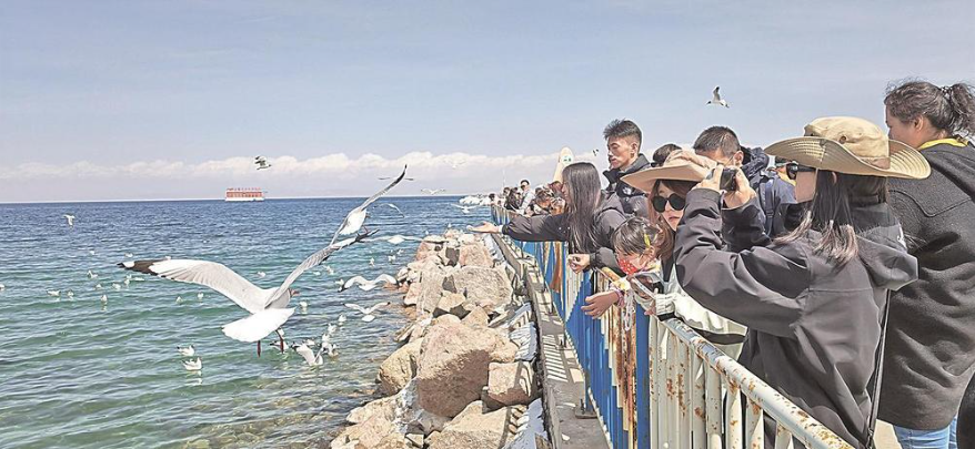 青海:踏青賞花周邊游 市民盡享好時(shí)光
