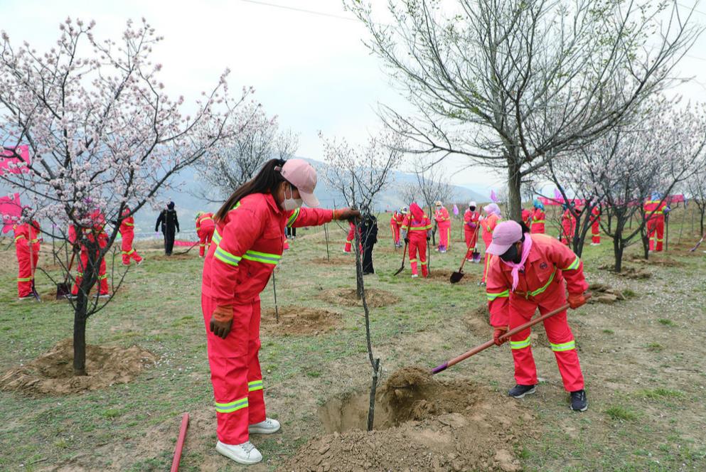 青海民和:今春65萬株苗木綠染河湟
