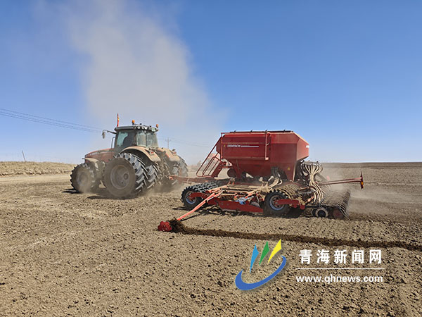 保釀造品質(zhì) 甄選優(yōu)質(zhì)原糧 天佑德青稞酒青稞原糧種植基地有機青稞開耕播種