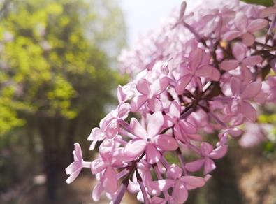 【尋五瓣丁香 遇幸福西寧】市花丁香