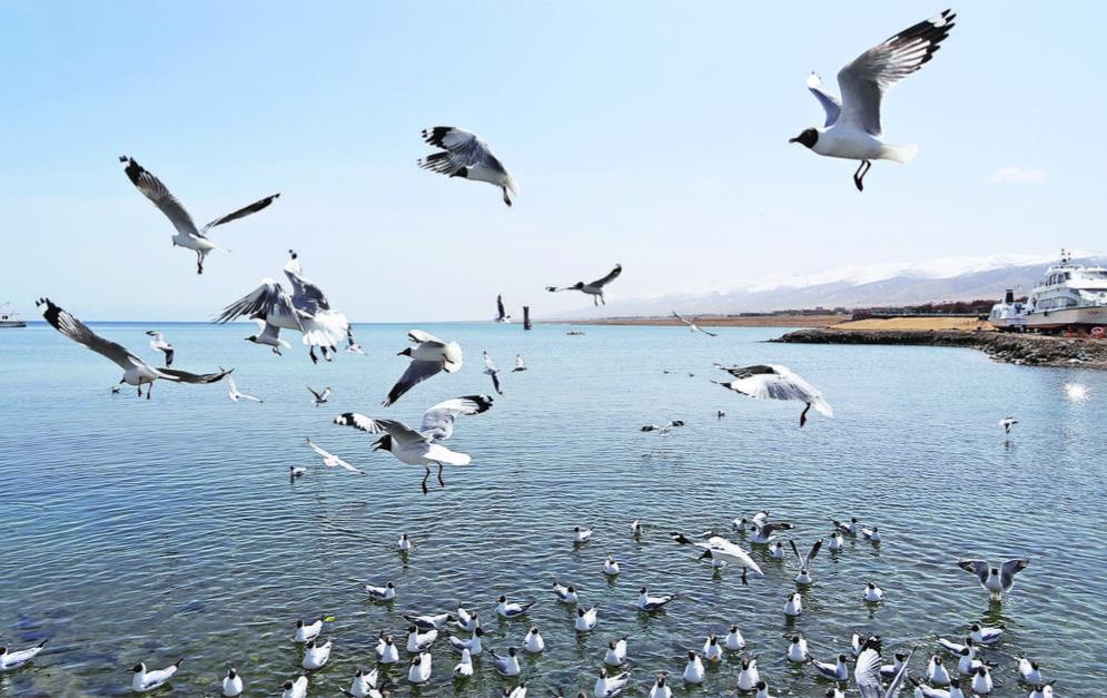 青海湖開湖迎賓來
