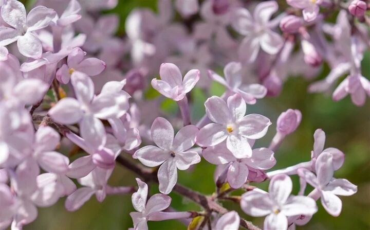 為何能如此頻繁遇見五瓣丁香