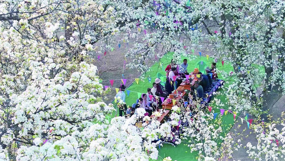 【鄉(xiāng)村振興在青海】梨花綻放香滿村 鄉(xiāng)村振興迎客來