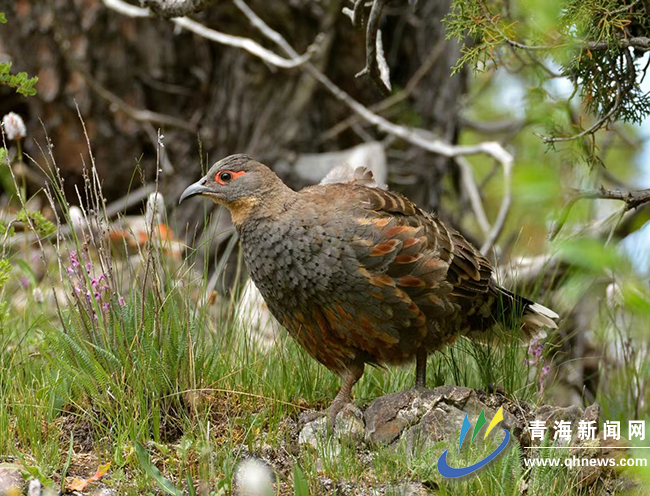 青海首次系統開展黃喉雉鶉和白馬雞調查監測工作