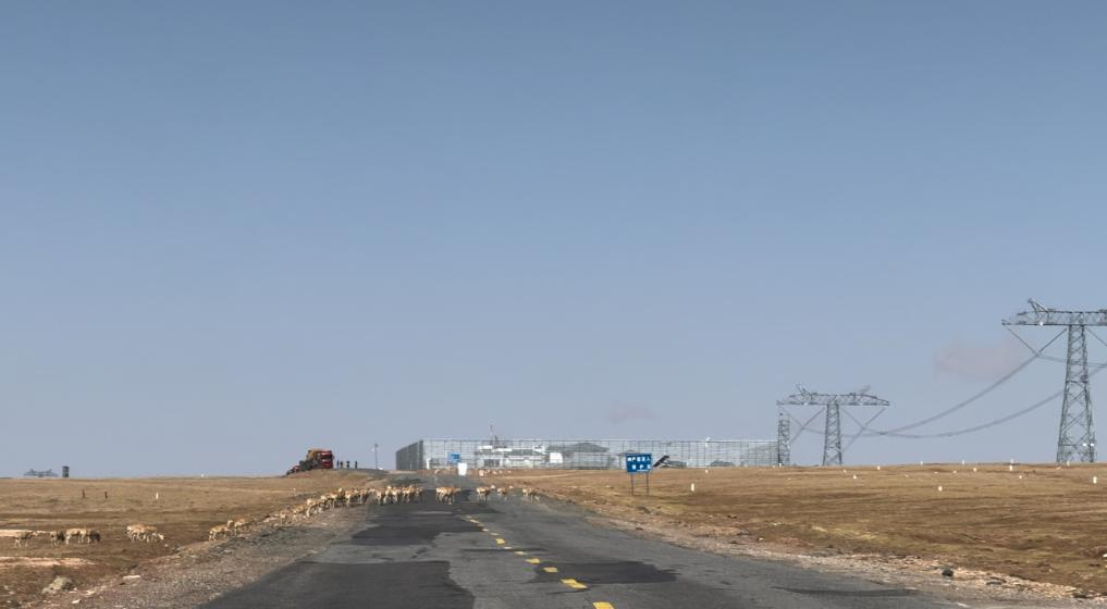 藏羚羊開啟一年一度大遷徙