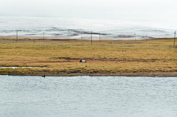 曲麻萊:黑頸鶴“夫婦”高原濕地“育寶”