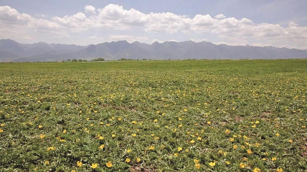 【新時代 新征程 新偉業】國內首次:青海在重度鹽堿地試種蕨麻成功