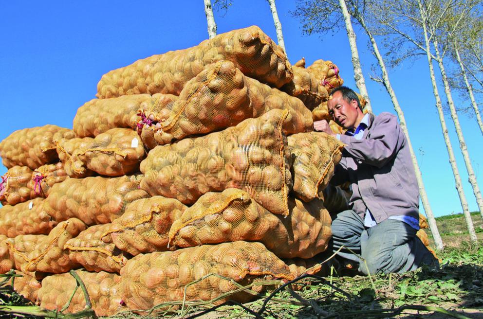 【農(nóng)經(jīng)觀察】青海瑰寶馬鈴薯——“打造青字號(hào) 走好振興路”系列報(bào)道之四