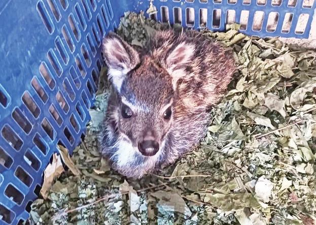 青海省班瑪縣賽來(lái)塘鎮(zhèn)成功繁育林麝