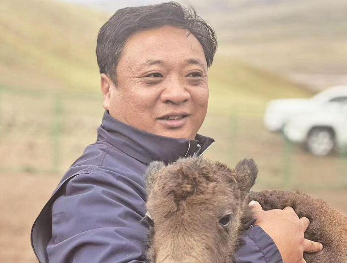 青海玉樹:從野牦牛到良種芯片