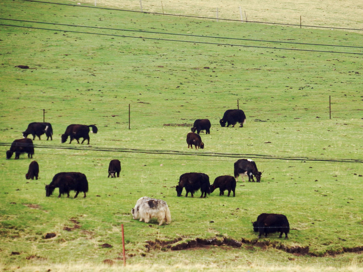 果洛藏貢麻村的牦牛在草原上吃草