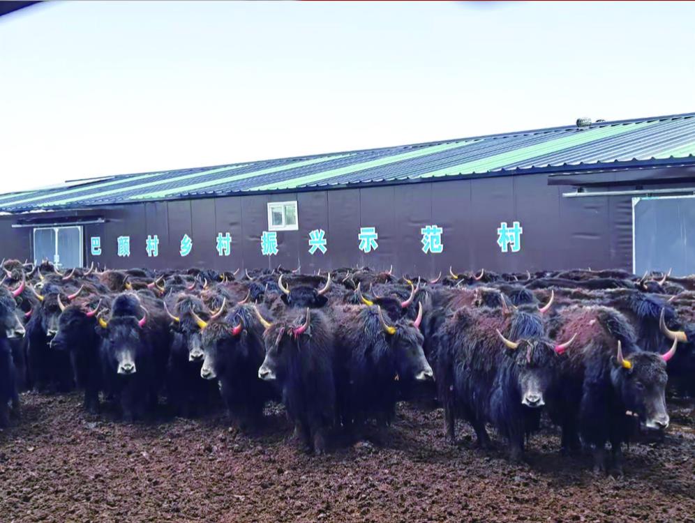 【鄉(xiāng)村振興在青海】曲麻萊縣麻多鄉(xiāng)念好“牛字經(jīng)”