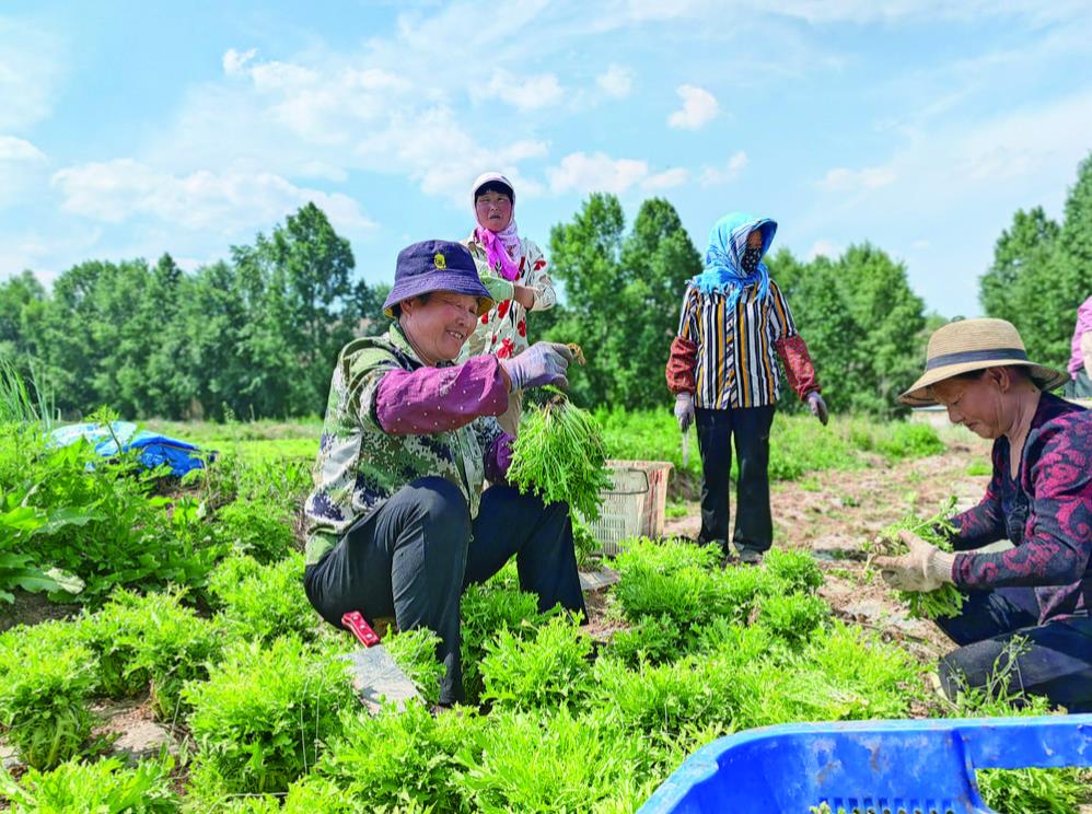 【鄉村振興在青海】哈家村種起“高端菜”