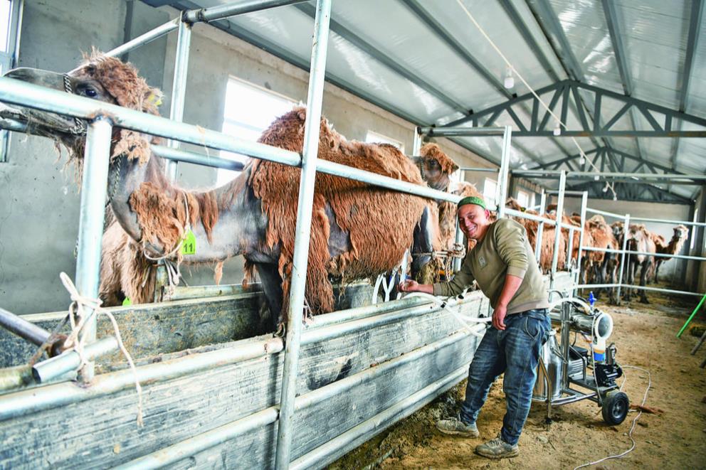 青海烏蘭駝業新動力新路徑