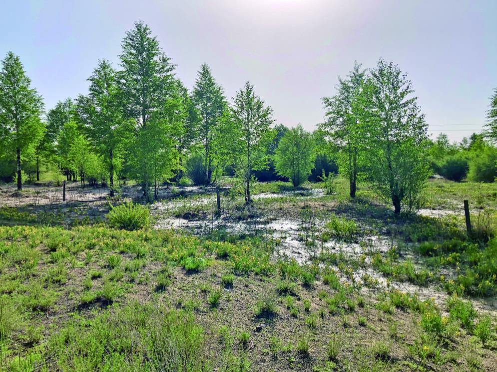 【祖國好 家鄉美】青海都蘭30年接力治沙筑起綠色屏障