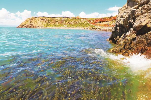 【牢記囑托 實干篤行】剛察的生態樣本