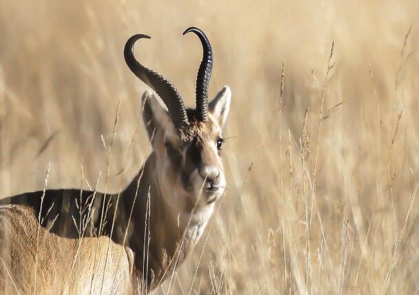 QQ截圖20240617065121