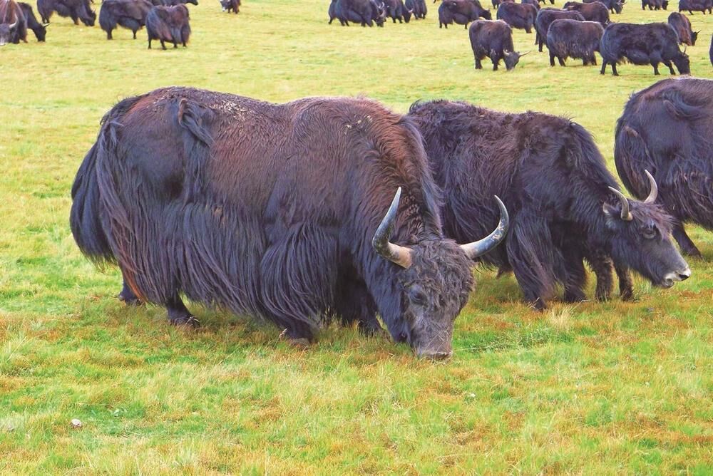 育良種 巧經營 共致富——青海同德縣現(xiàn)代畜牧科技產業(yè)示范園見聞