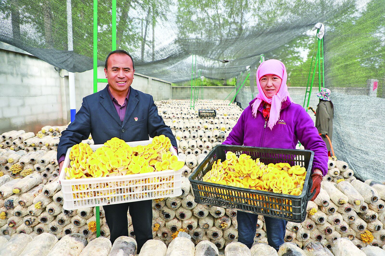 【農(nóng)經(jīng)觀察】青海小菌菇貢獻(xiàn)大力量