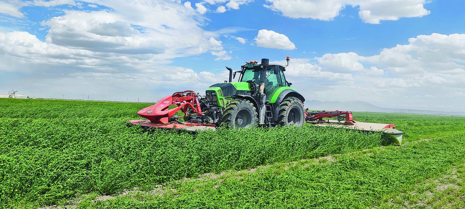 青海海西:戈壁灘上的苜蓿迎來豐收季
