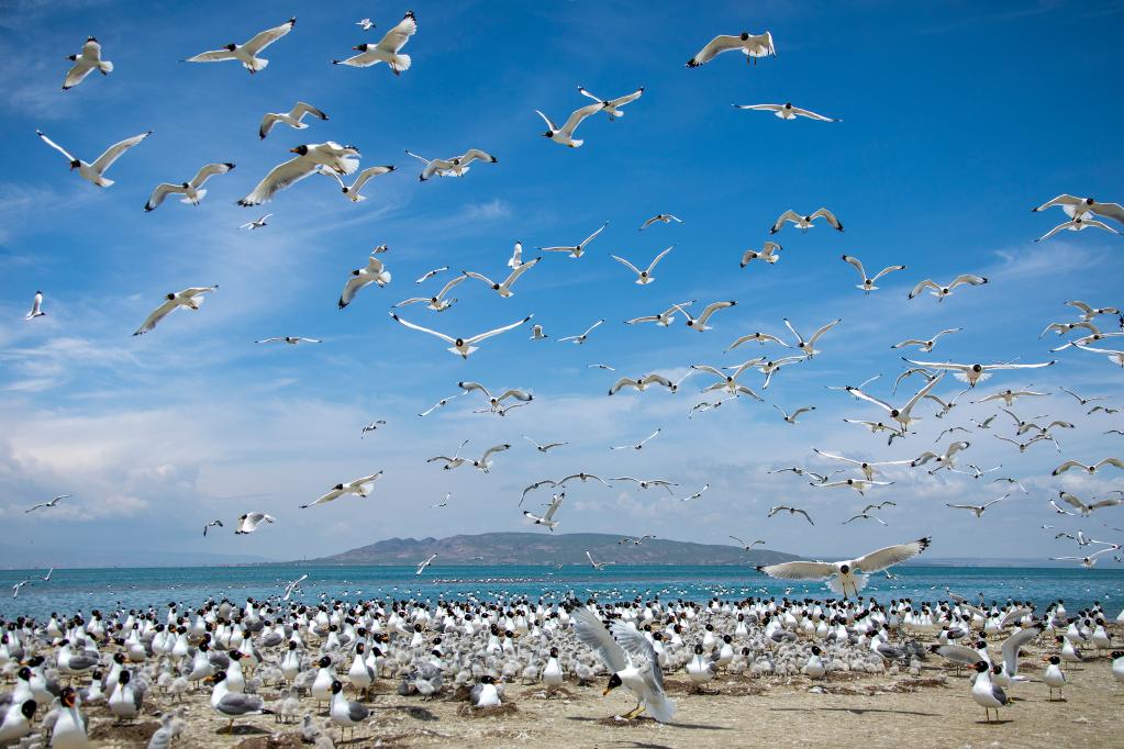 環湖賽一路生花——在青海湖遇見美麗中國