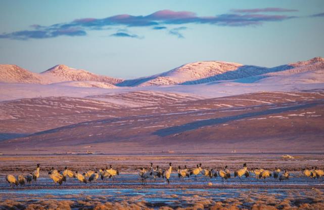 光影為筆 繪寫江源玉樹——寫在第二屆中國(guó)野生動(dòng)物攝影大展開幕之際