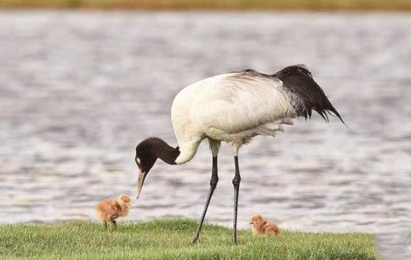 黃河源頭監測到125只黑頸鶴寶寶