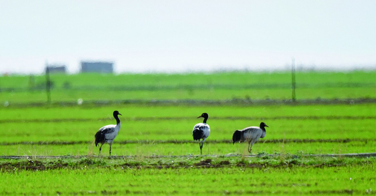 大湖觀瀾——“呵護(hù)碧波蕩漾的青海湖”蹲點(diǎn)調(diào)研采訪(上)