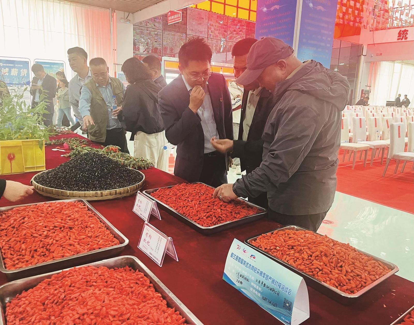 青海都蘭:首屆柴達(dá)木枸杞采摘季系列活動(dòng)啟幕