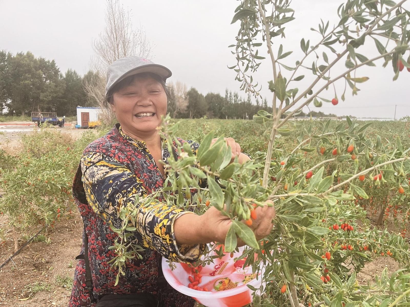青海:20萬畝枸杞托起都蘭富民產業鏈